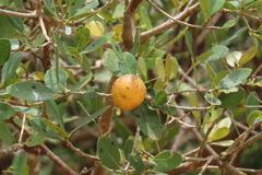 Elaeodendron zeyheri