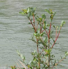 Salix daphnoides