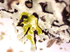 Hypogymnia incurvoides
