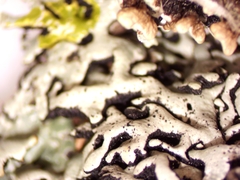 Hypogymnia incurvoides