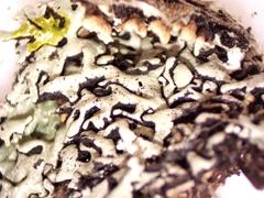 Hypogymnia incurvoides