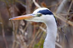Ardea cinerea