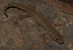 Hemidactylus nzingae