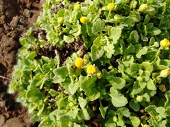 Perityle socorrosensis