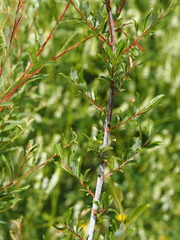 Salix daphnoides
