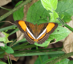 Adelpha cytherea