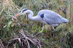 Ardea cinerea
