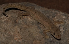 Hemidactylus nzingae