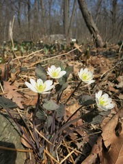 Jeffersonia diphylla