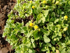 Perityle socorrosensis