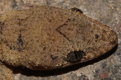 Hemidactylus nzingae