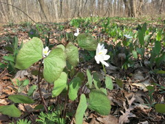 Jeffersonia diphylla