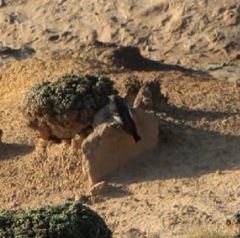 Phoenicurus ochruros