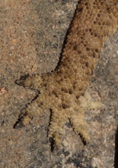 Hemidactylus nzingae