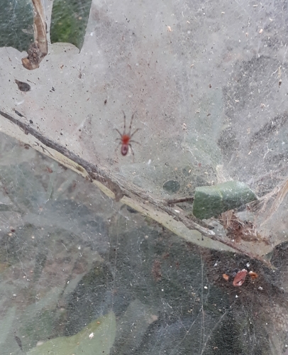 Anelosimus eximius