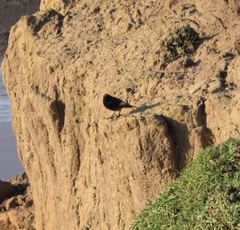 Phoenicurus ochruros