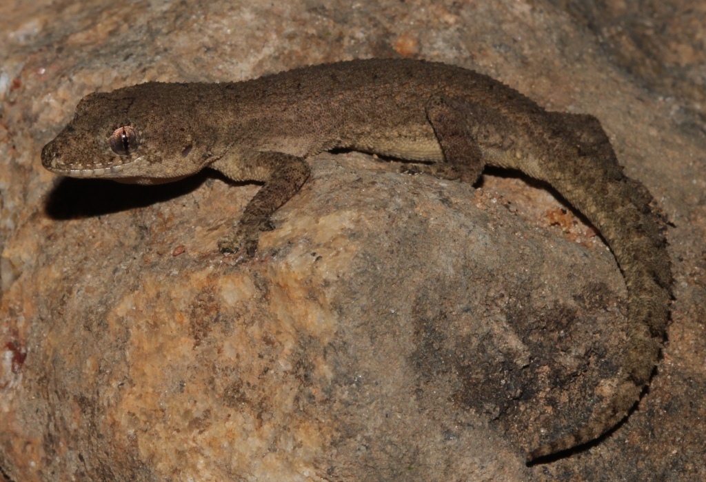 Cangandala Half-Toed Gecko