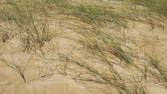 Ehrharta villosa