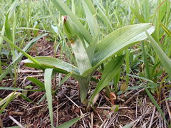 Platanthera psycodes