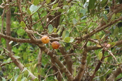 Elaeodendron zeyheri