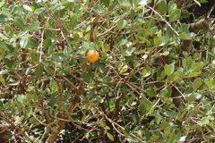 Elaeodendron zeyheri