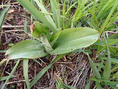 Platanthera psycodes