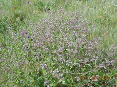 Nepeta parviflora
