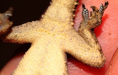 Hemidactylus nzingae