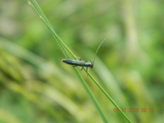 Theophilea subcylindricollis