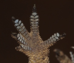 Hemidactylus nzingae