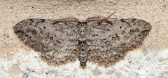 Pimaphera sparsaria