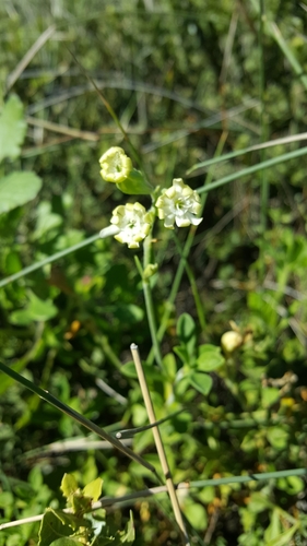 Image of Silene crassifolia by (c) Riley Pollom, some rights reserved (CC BY)