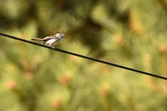 Anairetes parulus