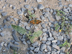 Phyciodes pallescens