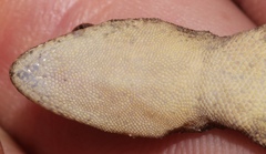 Hemidactylus nzingae