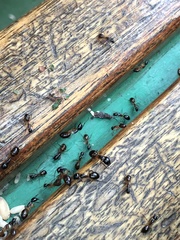 Camponotus bertolonii