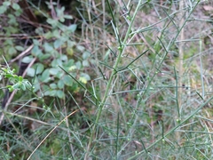 Genista falcata