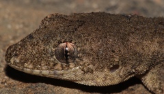 Hemidactylus nzingae