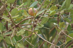 Elaeodendron zeyheri