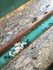 Camponotus bertolonii