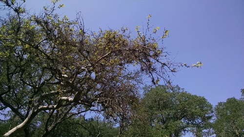 iNaturalist observation photo of western sycamore