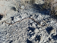 Salvadora deserticola