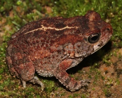 Sclerophrys pusilla