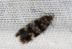 Barea codrella