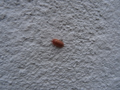Armadillidium vulgare