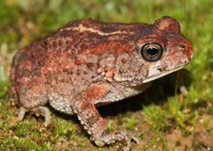 Sclerophrys pusilla