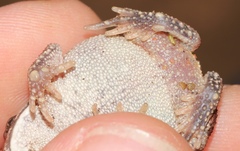 Sclerophrys pusilla