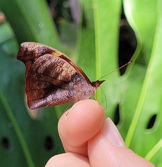 Catonephele mexicana