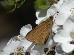 Hesperilla idothea