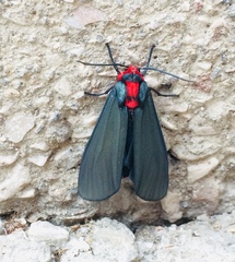 Apistosia tenebrosa